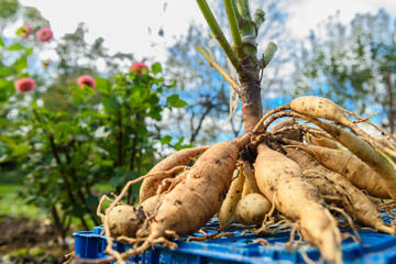 Freshly lifted dahlia plant tubers. Digging up dahlia tubers, cleaning and preparing them for...