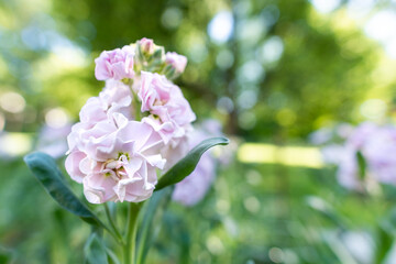 Obraz premium Matthiola incana, or commonly called Stock. Beautiful pastel pink double stock flowers, known to be highly scented. Matthiola background with shallow focus.