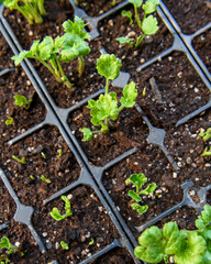 Seedling tray full of young sprouting Ranunculus plants. Persian buttercup ranunculus seedlings in a propagation tray.