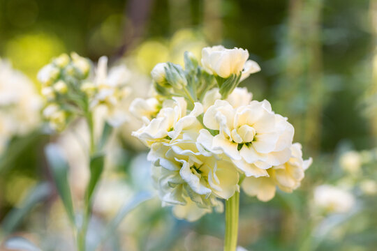 Matthiola incana, or commonly called Stock. Beautiful pastel creamy yellow double stock flowers, known to be highly scented. Matthiola background with shallow focus.