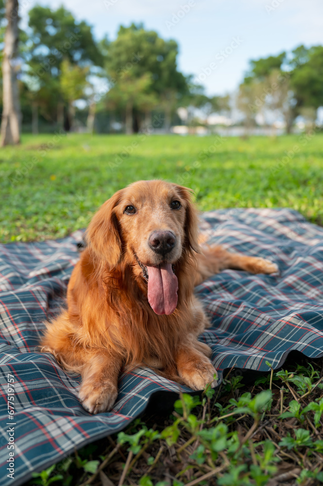 Wall mural Golden Retriever sprawled on picnic mat outdoors