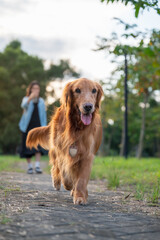 Fototapeta premium Golden Retriever accompanies its owner on a walk in the park