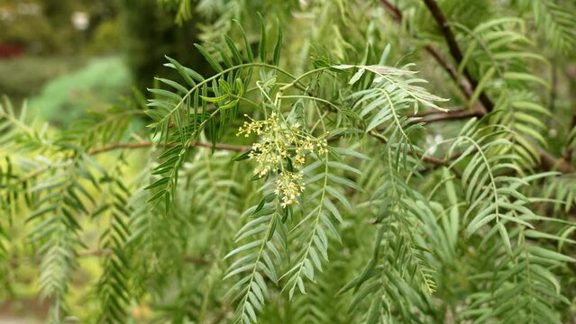 Schinus molle (false pepper) tree branch with green peppercorn berry close up