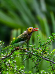 Close-up of Brown headed barbet perching on branch