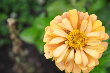 Bright yellow flower on a green background. Picture with space for text.