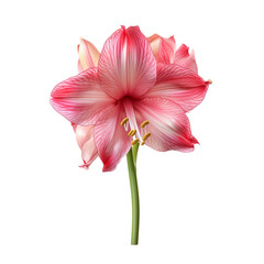 Obraz premium Amaryllis flower isolated on transparent background