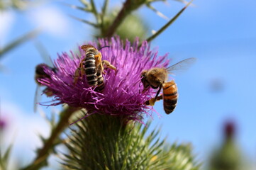 Biene, Honigbienen, Wildbienen, Distel pink