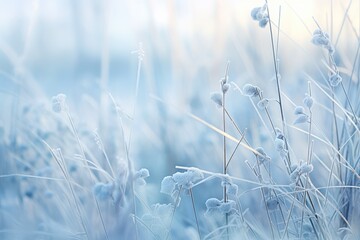 Frozen icy flowers in winter. Frost-covered wildflowers in winter field on the evening or mourning. Cold winter season, frosty weather. Natural blue and white background with copy space - obrazy, fototapety, plakaty