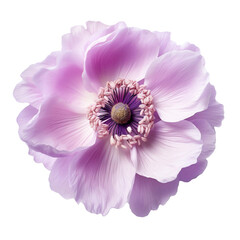 Anemone flower isolated on transparent background