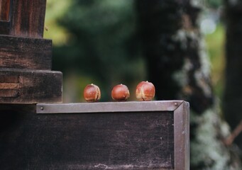 ３つ並んだドングリ〜ドングリの背比べ