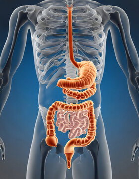 An Illustrative Exploration of Digestive Anatomy, A Visual Guide to the Anatomy of the Human Digestive System, Generative AI