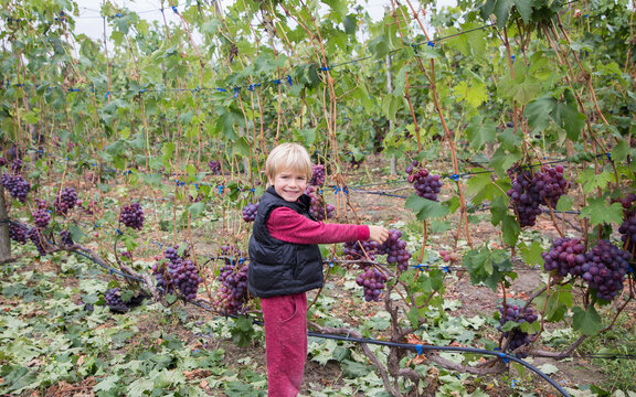 6-7 year old boy happily picks large ripe grapes. A child helps harvest grapes in a vineyard