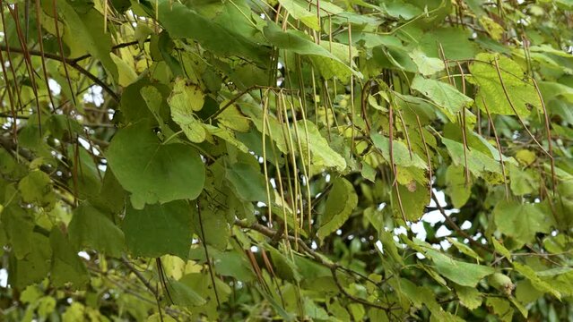Catalpa bignonioides (cigartree) broadleaf tree with green pods. Southern catalpa fruits