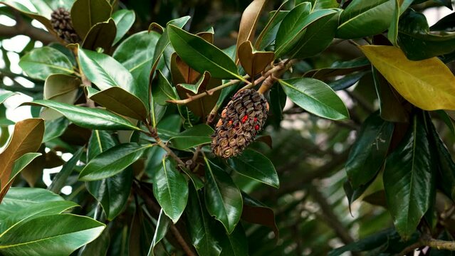 Dry mature magnolia grandiflora fruit on a green succulent leaf background. Autumn blooming tree