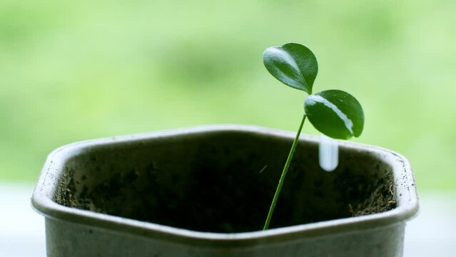 Seedling with cotyledon splashed with water droplets causing the leaves to move abruptly.