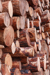 Stacked freshly cut logs. Natural pine wood. Deforestation. Vertical