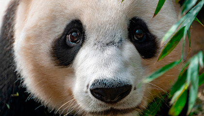 Primerísimo plano de panda gigante en bosque de bambú