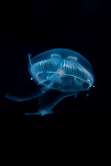Moon jellyfish swimming in aquarium.
