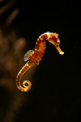 Tiger-tail seahorse swimming in aquarium.
