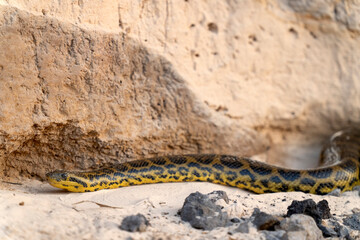 yellow anaconda on a bank of river