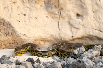 yellow anaconda on a bank of river