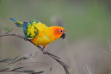 Sun Parakeet parrot bird on brunch.