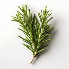Fototapeta premium Rosemary Isolated on white background