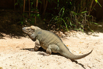 iguana on the sand - Australia Zoo