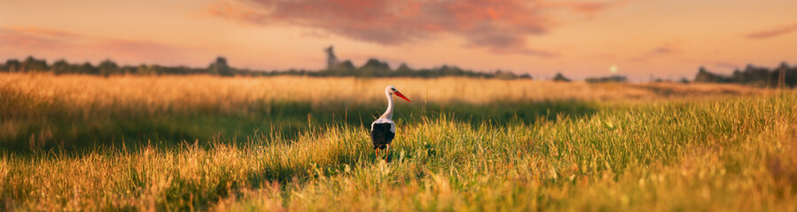 Adult European White Stork Standing In Green Summer Grass In Belarus. Wild Field Bird In Sunset Time. Panorama, Panoramic View Shot Scene Copy Space - obrazy, fototapety, plakaty