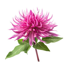 Bee Balm flower isolated on transparent background