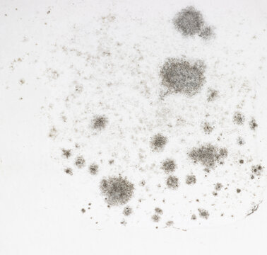 black mold on white wall as background.