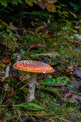 Close-up of a Amanita poisonous mushroom in nature. Fly amanita Amanita muscaria mushroom