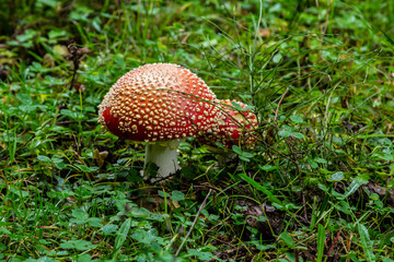 Close-up of a Amanita poisonous mushroom in nature. Fly amanita Amanita muscaria mushroom