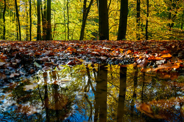 Idyllic autumn atmosphere in a beech forest (Fagus) with colorful foliage mirrored in a water...