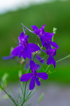 Wild Delphinium or Consolida Regalis, known as forking or rocket larkspur. Field larkspur is herbaceous, flowering plant of the buttercup family Ranunculaceae. Inflorescence with bright violet flowers