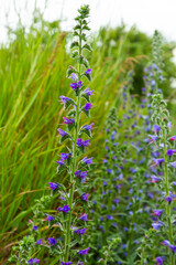 Viper's bugloss or blueweed Echium vulgare flowering in meadow on the natural green blue background. Macro. Selective focus. Front view