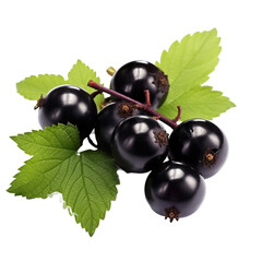 Fototapeta premium Blackcurrant isolated on transparent background