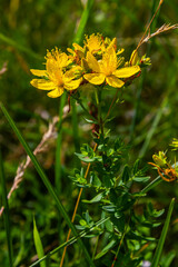 close-up of the yellow blossoms of Hypericum perforatum, a herbal medicine