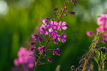 Wonderful flowering fireweed Chamaenerion angustifolium highlighted by the evening sun. A bunch of marvelous blossoming rosebay willowherbs