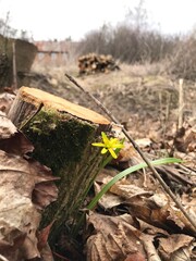 the first yellow flower of the primrose bloomed near the stump in the spring