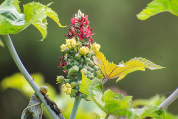 Ricinus communis, the castor bean or castor oil plant, is a species of perennial flowering plant in...