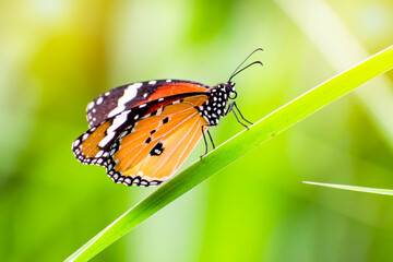 Close up orange butterfly in grass and blur green background, Butterfly hang leaves, A butterfly in the forest on summer,
