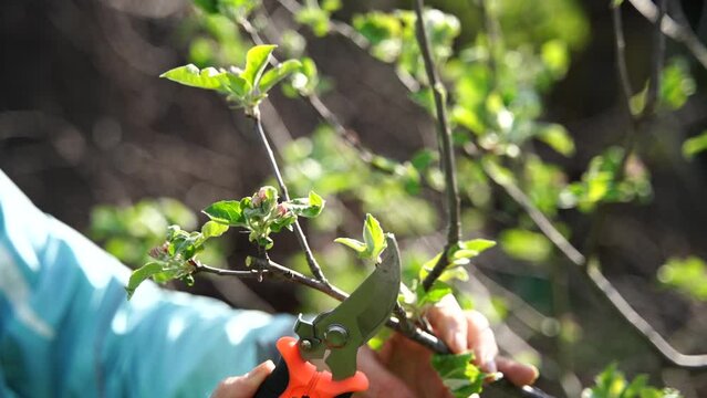 Woman garden pruner. Elderly woman prunes shrub with garden pruner. Advertising garden tool for pruning trees and shrubs seen in action.