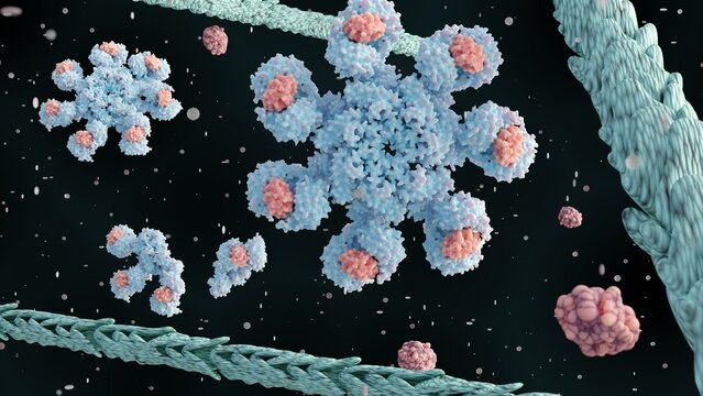 3D rendering of  human apoptosome molecule contains seven Apaf-1 molecules symmetrically arranged in a wheel-shaped structure to form a central hub