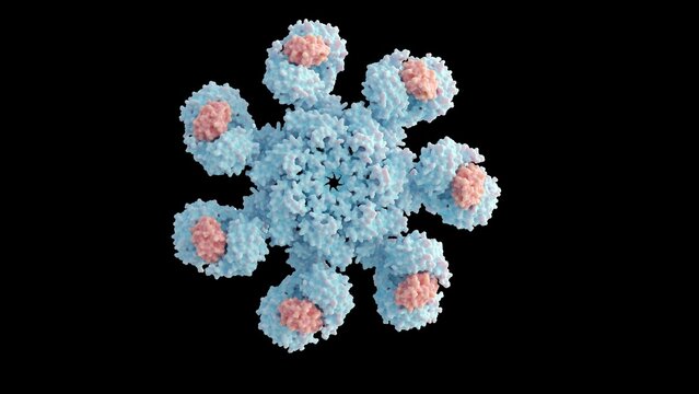 3D rendering of  human apoptosome molecule contains seven Apaf-1 molecules symmetrically arranged in a wheel-shaped structure to form a central hub