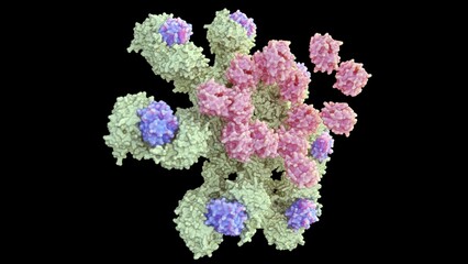 3d rendering of Caspase-9 is activated on the apoptosome complex and caspase-9 activate caspase-3