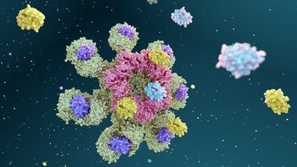 3d rendering of Caspase-9 is activated on the apoptosome complex and caspase-9 activate caspase-3