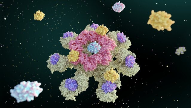 3d rendering of Caspase-9 is activated on the apoptosome complex and caspase-9 activate caspase-3