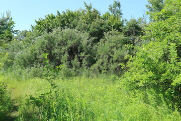 Fototapeta premium Sea buckthorn bushes in the garden. Overgrown sea buckthorn.