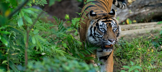 歩き回るスマトラトラ